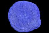 Large, Brilliant Blue Azurite Sun - Australia #77301-1